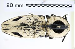 Foto (Dorsalansicht) von Lycoreus corpulentus (NHMW-ZOO-COL-0008192)